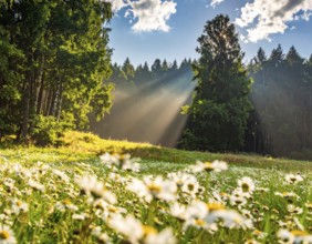 A sunlit meadow with daisies against a forest backdrop under a blue sky, Late summer country
