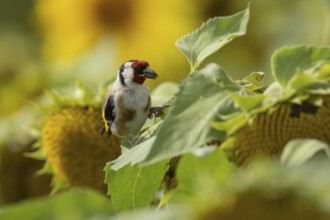 European goldfinch (Carduelis carduelis) adult bird feeding on a sunflower seed in a field of