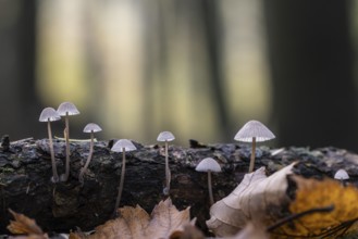 Helmlinge (Mycena), Emsland, Lower Saxony, Germany