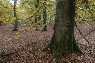 Beech forest (Fagus sylvatica) in autumn leaves, Emsland, Lower Saxony, Germany