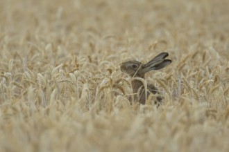 European brown hare (Lepus europaeus) adult animal feeding on a wheat sheath in a farmland field in