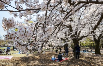 People picnicking under cherry blossoms in Yoyogi Park, Hanami Festival, Shibuya District, Tokyo,