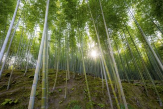 Towering bamboo stems in Arashiyama bamboo forest, with sun star, Kyoto, Japan