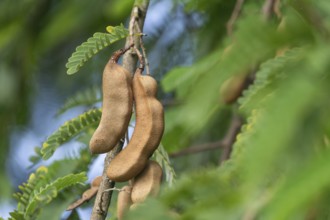 Close-up of tamarind hanging on a tree with green leaves