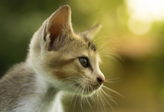 A side profile of a kitten with a focused gaze, bathed in warm sunlight against a green background
