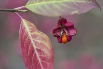 Common spindle bush (Euonymus europaeus), fruits, Emsland, Lower Saxony, Germany