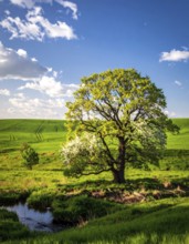 A serene landscape featuring a large tree by a stream at sunset with vibrant green grass and