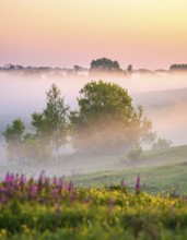 A misty field at sunrise with soft light illuminating trees and greenery, creating a serene