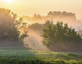 A misty field at sunrise with soft light illuminating trees and greenery, creating a serene