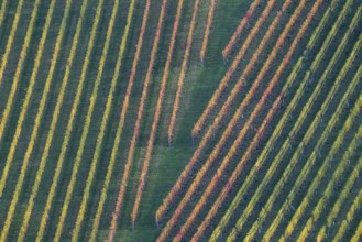 Typical landscape in autumn with vineyards, South Styrian hills, South Styrian wine route, Styria,