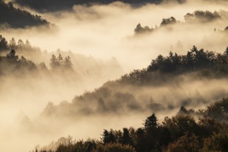 Sunrise, typical landscape in autumn with vineyards and fog, South Styrian hills, South Styrian