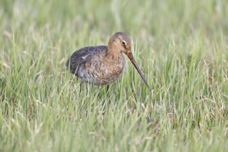 Blacktail (Limosa limosa) runs on the shore of a lake in a moor, snipe birds, wildlife, nature