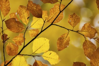Yellow-brown colored beech leaves, autumn, Stuttgart, Germany