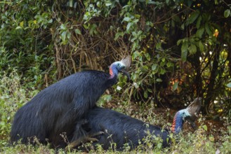 Mating behavior of helmet cassowaries in the Queensland rainforest Australia