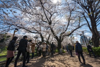 People walking under blooming cherry trees, Japanese cherry blossoms in spring, Hanami Festival,