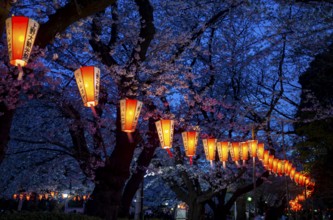 Blooming cherry trees and illuminated lanterns with Japanese lettering in the evening, blue hour,