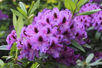 Rhododendron flowers (Rhododendron), North Rhine-Westphalia, Germany
