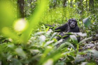 Chimpanzee (Pan Troglodytes) among green leaves, adult male among leaves in the jungle, Kibale