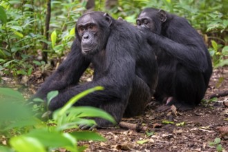 Two chimpanzees (Pan Troglodytes), adult male spawning, grooming in the jungle, Kibale National