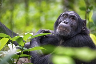 Animal portrait, chimpanzee (Pan Troglodytes) looking longingly, hopeful, adult male between leaves