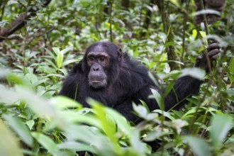 Chimpanzee (Pan Troglodytes), male on the ground, jungle in Kibale National Park, Uganda