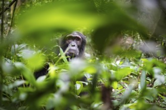 Chimpanzee (Pan Troglodytes), male looking thoughtfully, on the ground, mood, green jungle in