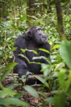 Chimpanzee (Pan Troglodytes), male on the ground, jungle in Kibale National Park, Uganda