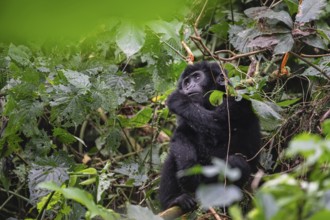 Mountain gorilla (Gorilla beringei beringei), juvenile, Bwindi Impenetrable Forest, Uganda