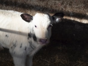 White and black calf standing in barn stall