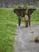 Rusty wheelbarrow full of weeds and grass clippings after gardening work