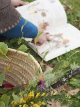 Botanist pointing at a plant illustration in an open book while researching outdoors with a wicker