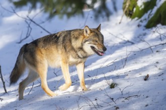 European gray wolf (Canis lupus lupus) walking in a forest in winter, snow, Bavaria, Germany