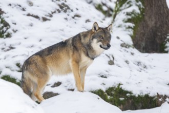 European gray wolf (Canis lupus lupus) standing in a forest in winter, snow, Bavaria, Germany
