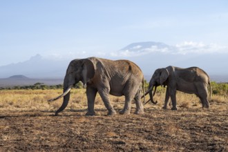 Two African elephants (Loxodonta africana) in a picturesque landscape with the summit of Mount