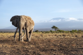 African elephant (Loxodonta africana) in picturesque landscape with the summit of Mount