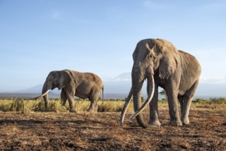 Two African elephants (Loxodonta africana) in a picturesque landscape with the summit of Mount