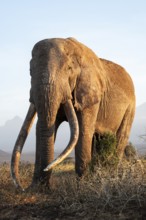African elephant (Loxodonta africana), the famous Super Tusker elephant Craig, old male with long