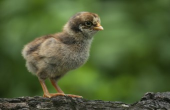 A fluffy baby chicken stands on a tree against a soft green background