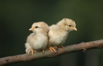 Two newborn chickens sitting on a tree branch