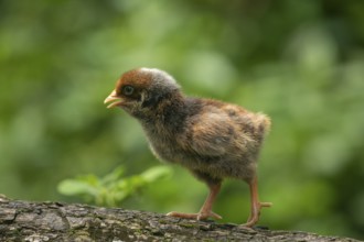 A fluffy baby chicken walks on a tree against a soft green background