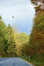 Car Road in autumn, autumn leaves, Germany