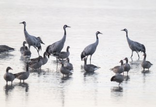 Cranes (Grus grus), cranes and gray geese (Anser anser) stand in the shallow water zone of a lake,