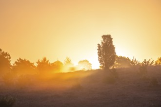 Golden sunbeams over the blooming Lüneburger Heide near Niederhaverbeck