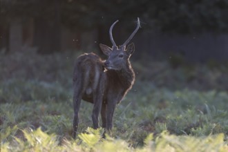 Red deer at the rutting 2025, London, Great Britain