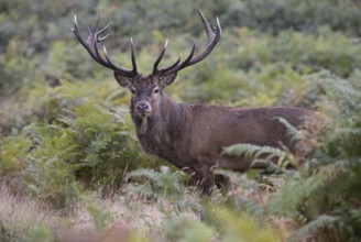 Red deer at the rutting 2025, London, Great Britain