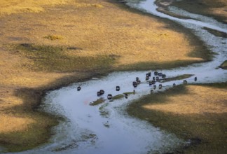 Kaffir buffalo (Syncerus caffer caffer), flock in river, aerial view, Okavango Delta, Botswana