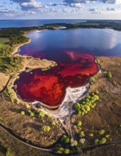 Red algae plant on the lake. abstract ecology nature concept, wild landscape with vibrant red