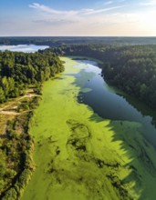 Green algae on the lake. Aerial view of nature, landscape with hills and forest in summer, cloudy