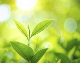 Natural green leaves plants, spring ans summer background cover page, golden soft light, green and