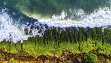 Green algae on the sandy shore of an ocean. Fascinating phenomenon of wild coastline with green